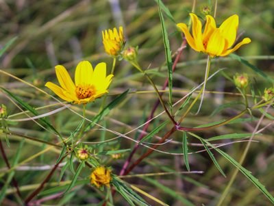 Bidens trichosperma, photographed by aarongunnar