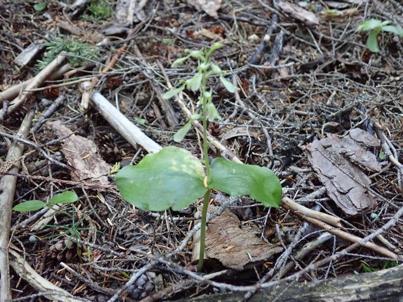 Neottia convallarioides, photographed by John Brew