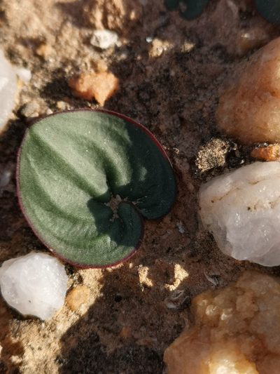 Eriospermum calcareum, photographed by leandra-k_89