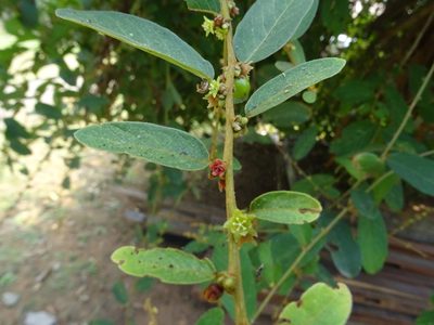 Bridelia stipularis, photographed by Ajit Ampalakkad