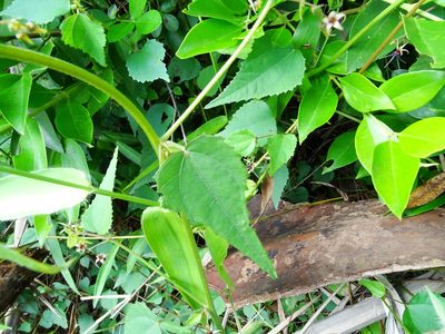 Ayenia herbacea, photographed by Ajit Ampalakkad