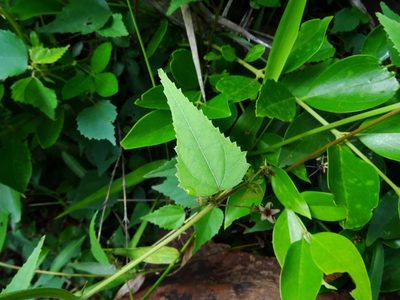 Ayenia herbacea, photographed by Ajit Ampalakkad