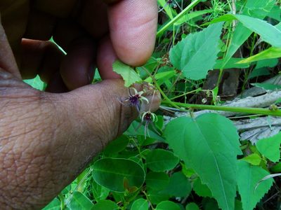 Ayenia herbacea, photographed by Ajit Ampalakkad