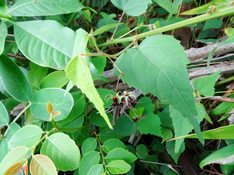 Ayenia herbacea, photographed by Ajit Ampalakkad