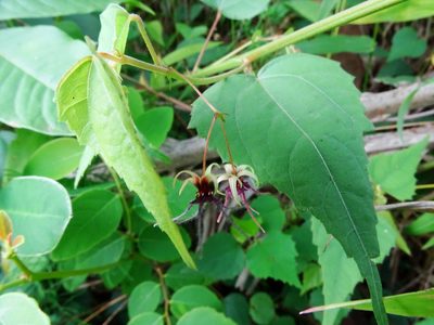 Ayenia herbacea, photographed by Ajit Ampalakkad