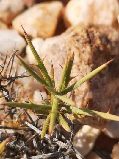 Hoplophyllum spinosum, photographed by leandra-k_89