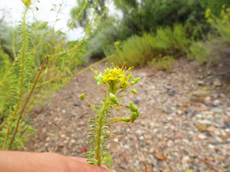 Cleomella longipes, photographed by Annika Lindqvist