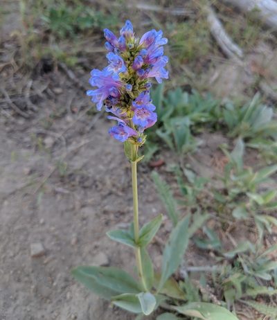 Penstemon euglaucus, photographed by Brodie Cass Talbott