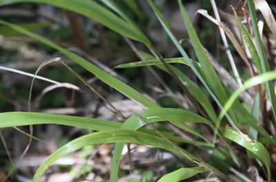 Anthoxanthum occidentale, photographed by Karen and Mike