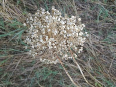 Allium polyanthum, photographed by Andrea Meucci