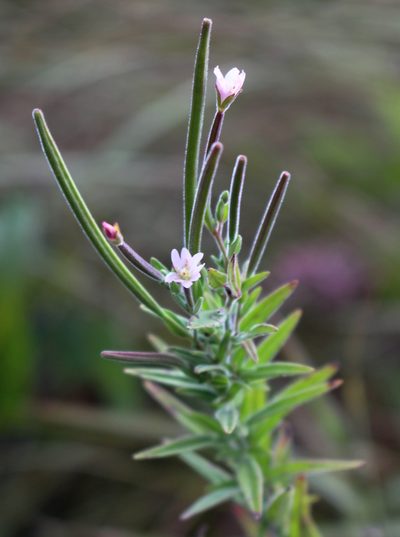 Epilobium densum, photographed by aarongunnar