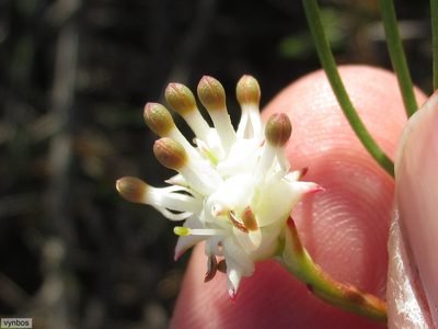Serruria flagellifolia, photographed by Chris Vynbos