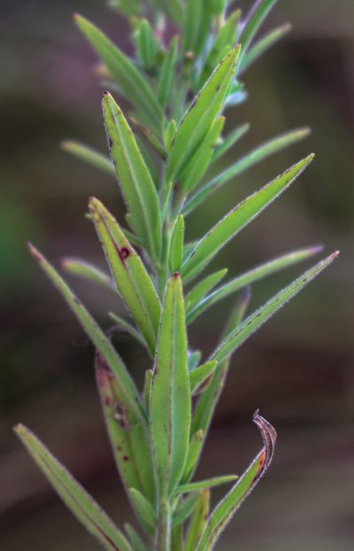 Epilobium densum, photographed by aarongunnar