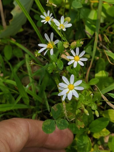 Astranthium integrifolium, photographed by John Abrams