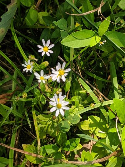 Astranthium integrifolium, photographed by John Abrams