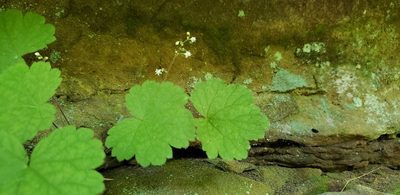 Heuchera missouriensis, photographed by Jennifer Harris