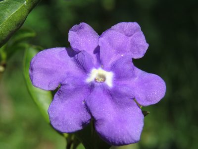 Brunfelsia uniflora, photographed by Diogo Luiz