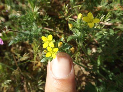 Tropidocarpum gracile, photographed by Amy