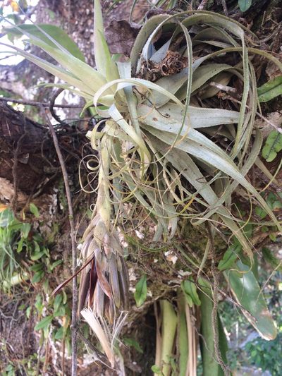Tillandsia gardneri, photographed by B. Phalan