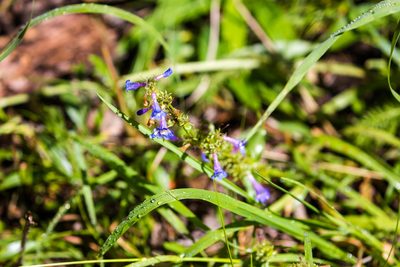 Penstemon rydbergii, photographed by Melissa McMasters
