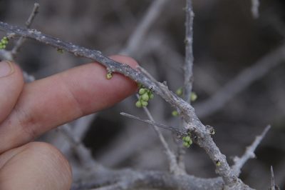 Adelia brandegeei, photographed by Eric Knight