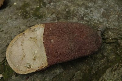 Hymenaea courbaril, photographed by Eric Knight