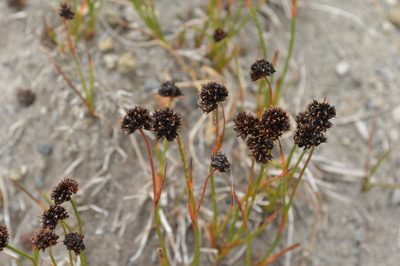Juncus mertensianus, photographed by David Anderson