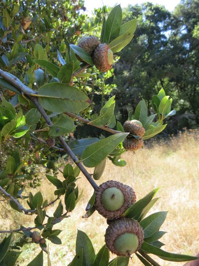 Quercus parvula, photographed by Garth Harwood