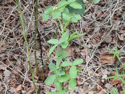 Galactia regularis, photographed by Sam Kieschnick