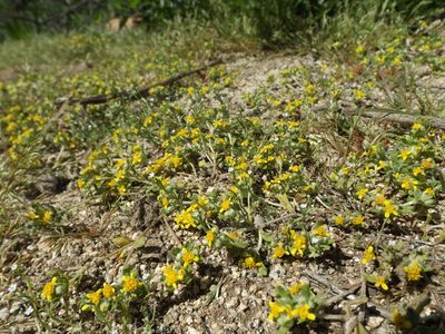 Eriophyllum multicaule, photographed by Amy