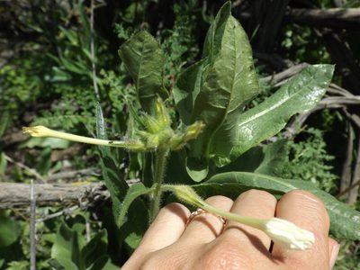 Nicotiana quadrivalvis, photographed by Amy