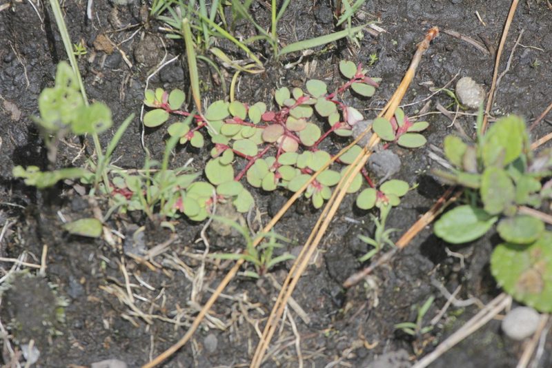 Euphorbia spellenbergiana, photographed by Juan Cruzado Cortés