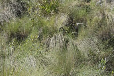 Muhlenbergia macroura, photographed by Juan Cruzado Cortés