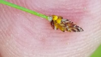 Eleocharis nitida, photographed by Norma Malinowski