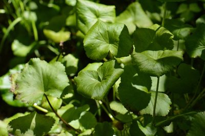 Caltha biflora, photographed by David Anderson