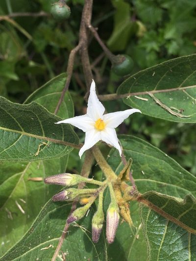 Solanum stellatiglandulosum, photographed by margaritarestrepou