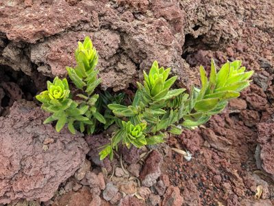 Dubautia menziesii, photographed by Brian Mork