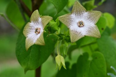 Polystemma guatemalense, photographed by adel-fridus