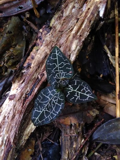 Anoectochilus yatesiae, photographed by oriam