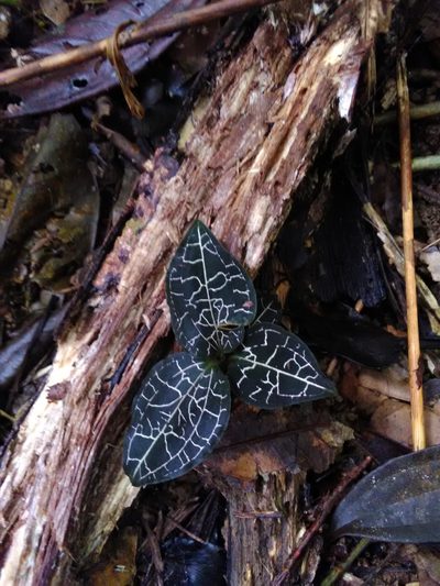 Anoectochilus yatesiae, photographed by oriam