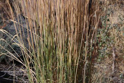 Psathyrostachys juncea, photographed by Lauren McLaurin