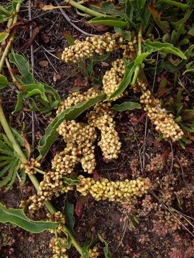 Rumex crassus, photographed by Franco Folini