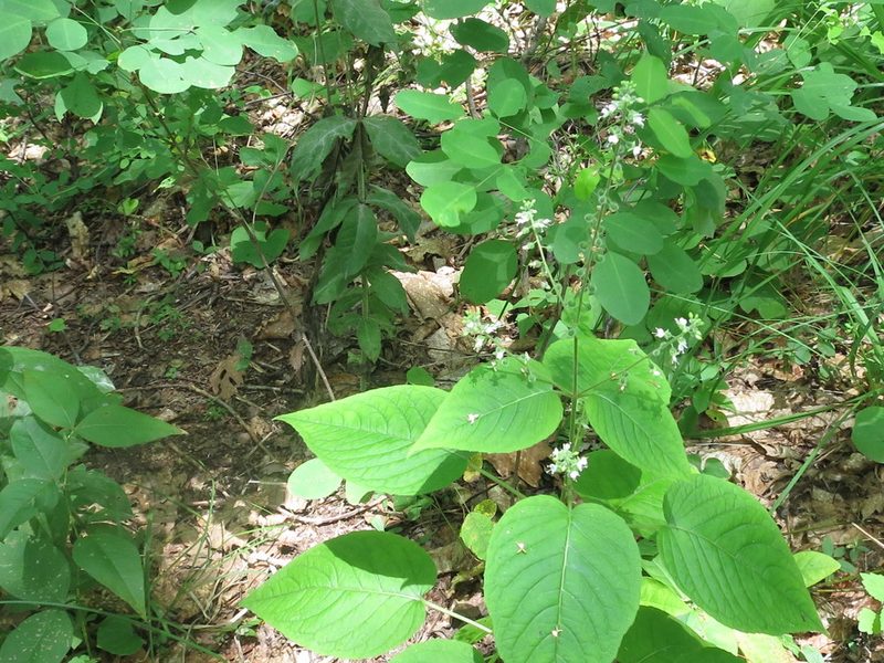 Circaea cordata, photographed by Repina Tatyana
