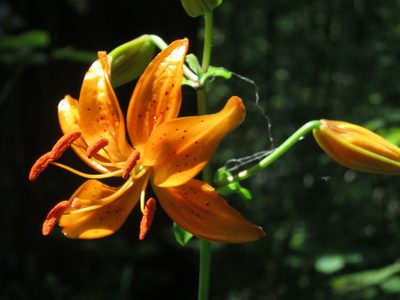Lilium distichum, photographed by Repina Tatyana