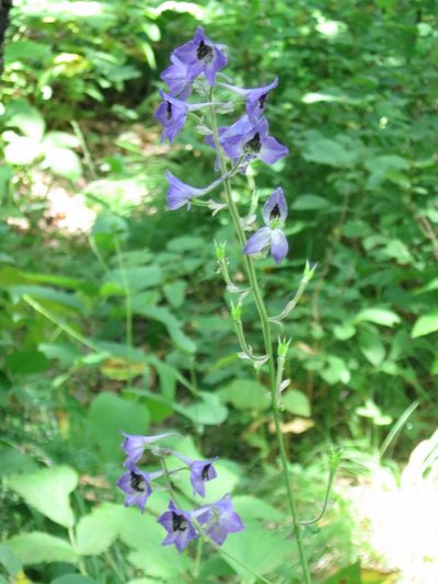 Delphinium maackianum, photographed by Repina Tatyana