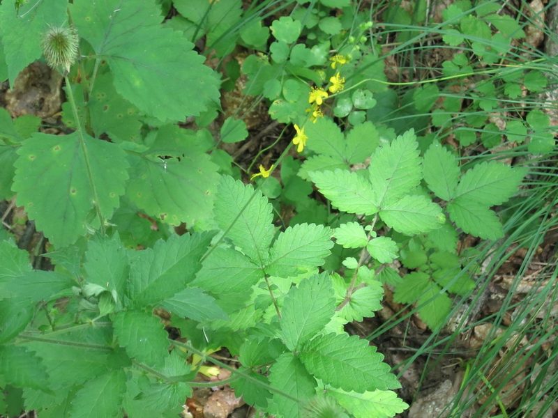 Agrimonia coreana, photographed by Repina Tatyana
