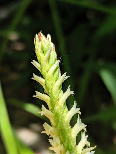 Spiranthes porrifolia, photographed by Alex Heyman