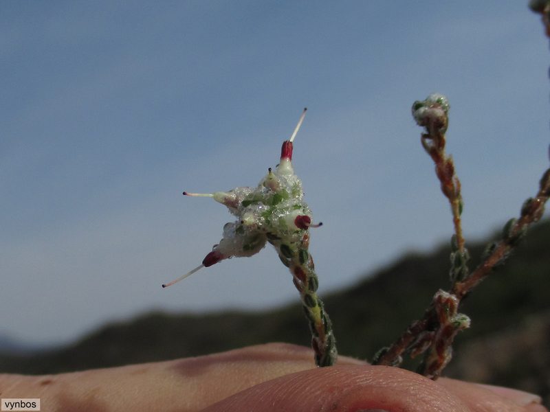 Erica xeranthemifolia, photographed by Chris Vynbos