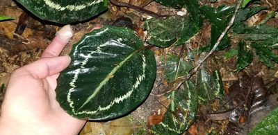 Goeppertia roseopicta, photographed by Monica Ventrice