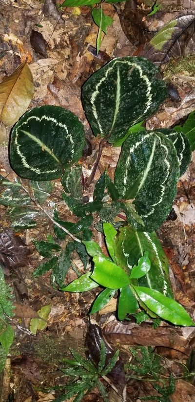 Goeppertia roseopicta, photographed by Monica Ventrice